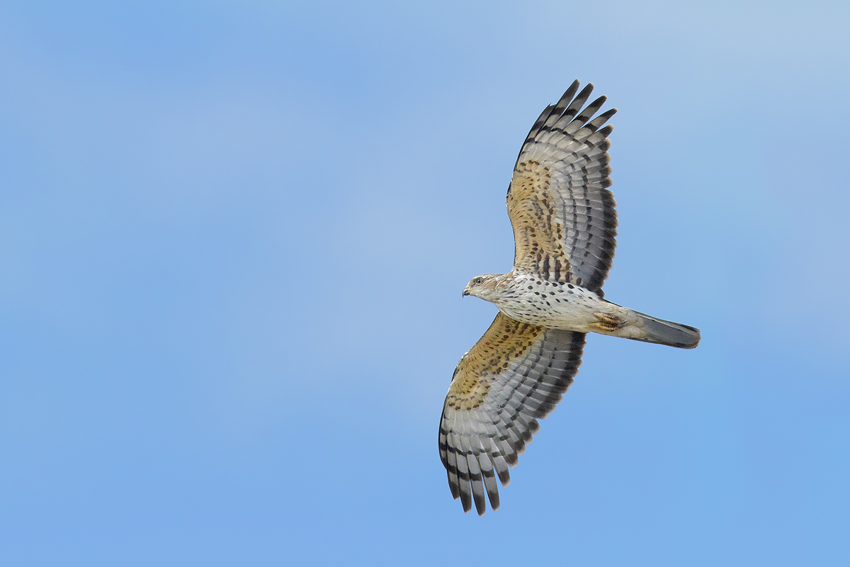 African Cuckoo Hawk - Juvenile